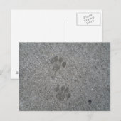 子猫プリント ポストカード (正面/裏面)