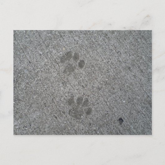 子猫プリント ポストカード (正面)