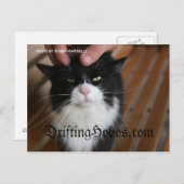 子猫ホボ ポストカード (正面/裏面)