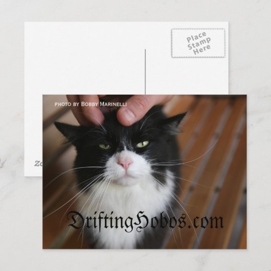 子猫ホボ ポストカード (正面/裏面)