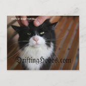 子猫ホボ ポストカード (正面)
