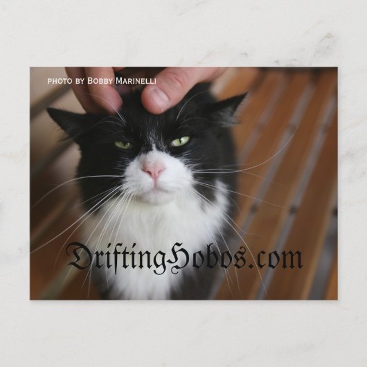 子猫ホボ ポストカード (正面)