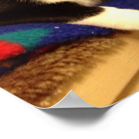 子猫ポスター ポスター (角)