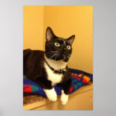 子猫ポスター ポスター (正面)