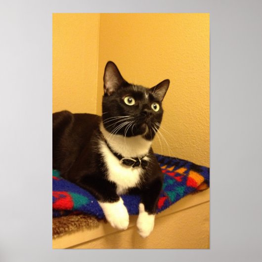 子猫ポスター ポスター (正面)
