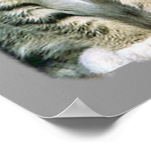 子猫ポスター ポスター (角)