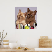 子猫ポスター ポスター (キッチン)