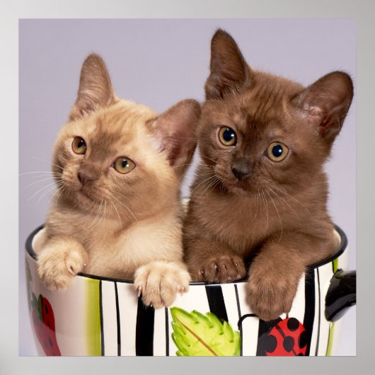 子猫ポスター ポスター (正面)