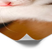 子猫ポスター ポスター (角)