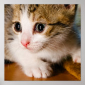 子猫ポスター ポスター (正面)