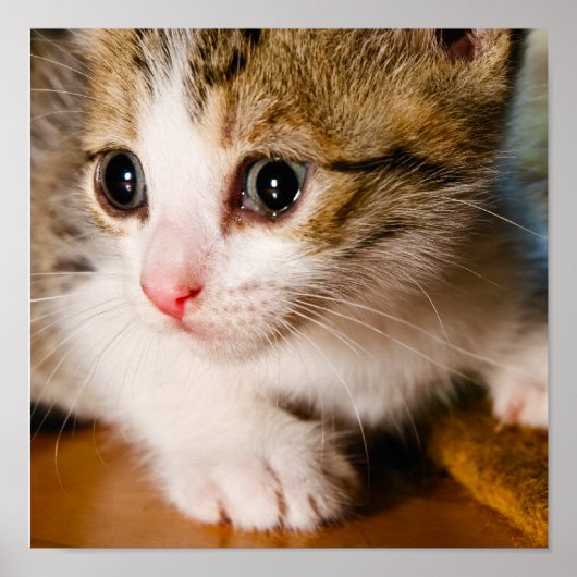 子猫ポスター ポスター (正面)