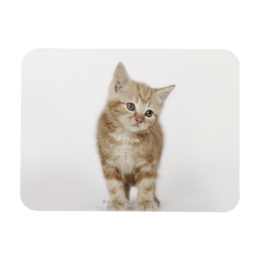 子猫ポートレート マグネット (横)