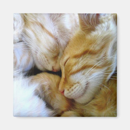 子猫マグネットの寄り添い マグネット (正面)