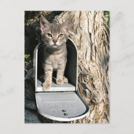 子猫メール ポストカード