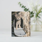 子猫メール ポストカード (スタンド正面)