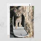 子猫メール ポストカード (正面/裏面)