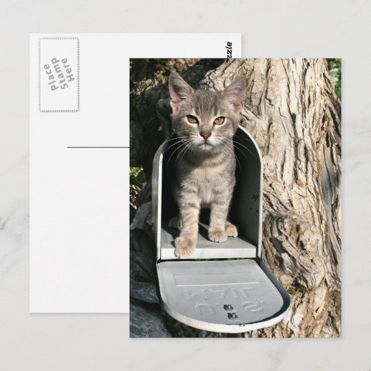 子猫メール ポストカード (正面/裏面)