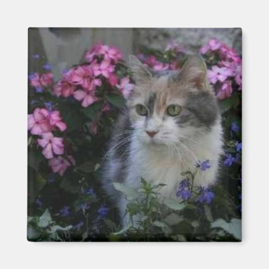 子猫ラブマグネット マグネット (正面)