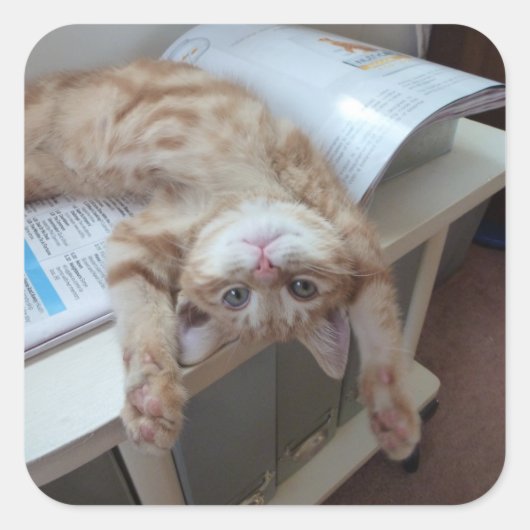 子猫リラックスの スクエアシール (正面)