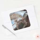 子猫リラックスの スクエアシール (封筒)