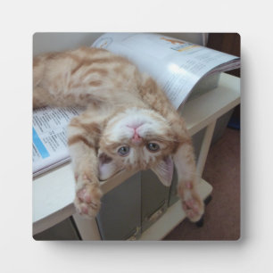 子猫リラックスの フォトプラーク