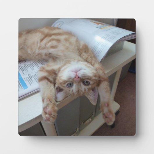 子猫リラックスの フォトプラーク (正面)