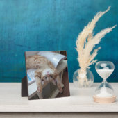 子猫リラックスの フォトプラーク (インサイチュ)