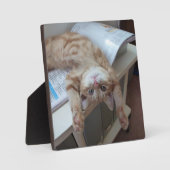 子猫リラックスの フォトプラーク (正面)