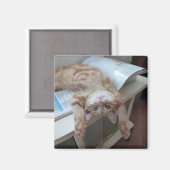 子猫リラックスの マグネット (正面/裏面)