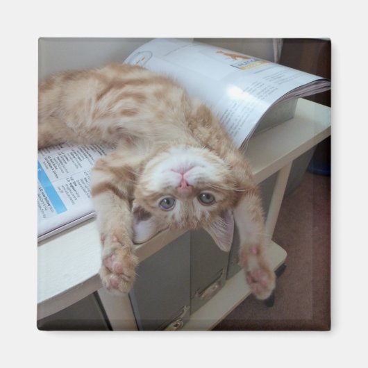 子猫リラックスの マグネット (正面)