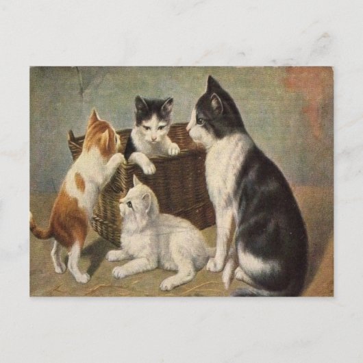 子猫入りヴィンテージ1900年はがき ポストカード (正面)