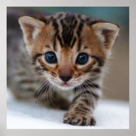 子猫写真ポスター ポスター