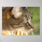 子猫凝視 ポスター (正面)