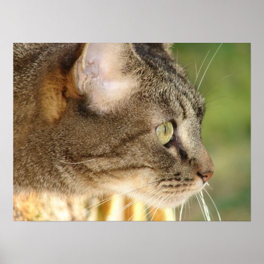 子猫凝視 ポスター (正面)