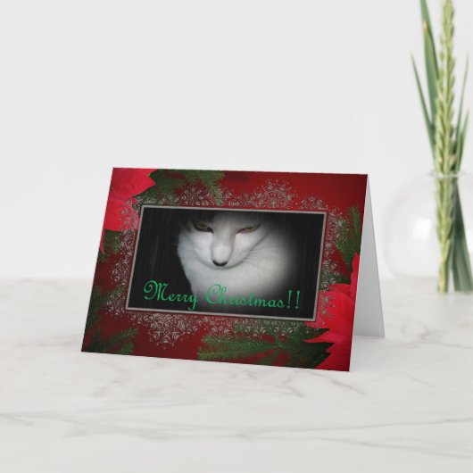 子猫好きのクリスマスカード! シーズンカード (正面)