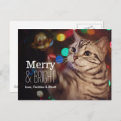 子猫救済とクリスマスツリー シーズンポストカード (正面/裏面)