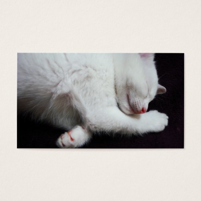 子猫昼寝 (正面)