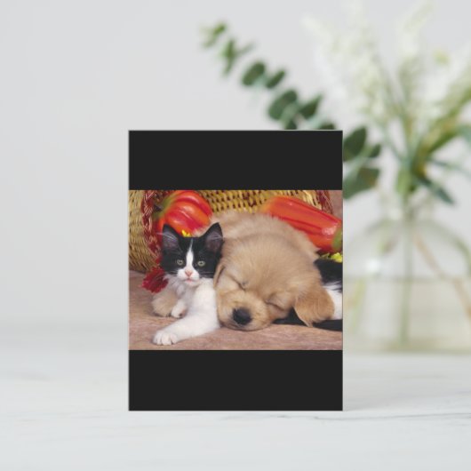 子猫枕 ポストカード (スタンド正面)