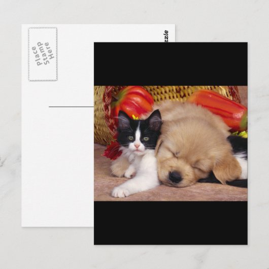子猫枕 ポストカード (正面/裏面)