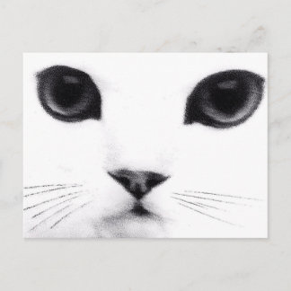 子猫猫の特徴 ポストカード
