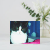 子猫猫の白熱郵便はがき ポストカード (スタンド正面)