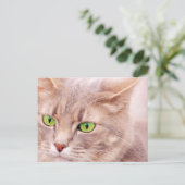 子猫猫 ポストカード (スタンド正面)