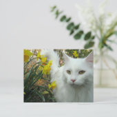 子猫猫 ポストカード (スタンド正面)