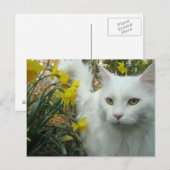 子猫猫 ポストカード (正面/裏面)