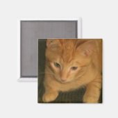 子猫磁石 マグネット (正面/裏面)