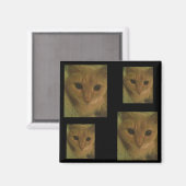 子猫磁石 マグネット (正面/裏面)