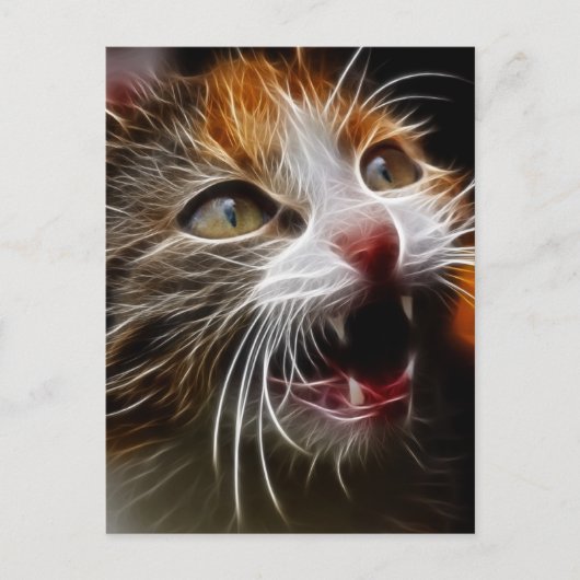 子猫空腹 ポストカード (正面)