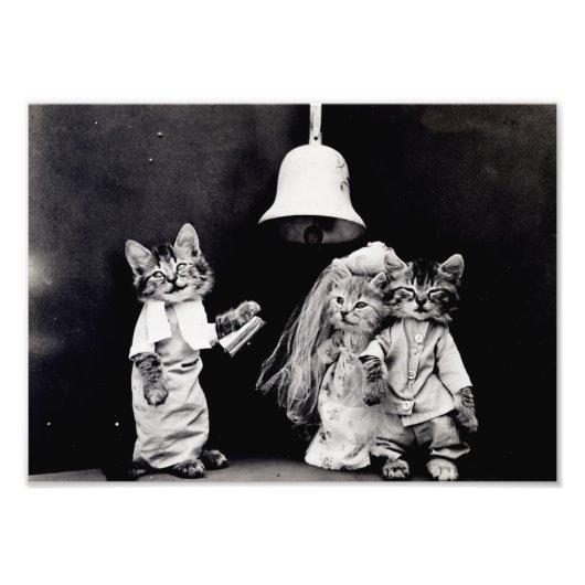 子猫結婚の フォトプリント            (正面)