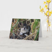 子猫誕生日ウィッシュカード カード (黄色い花)