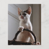 子猫販売チラシテンプレート チラシ (裏面)